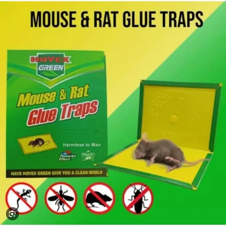 Hovex Green mouse and rat glue trap.